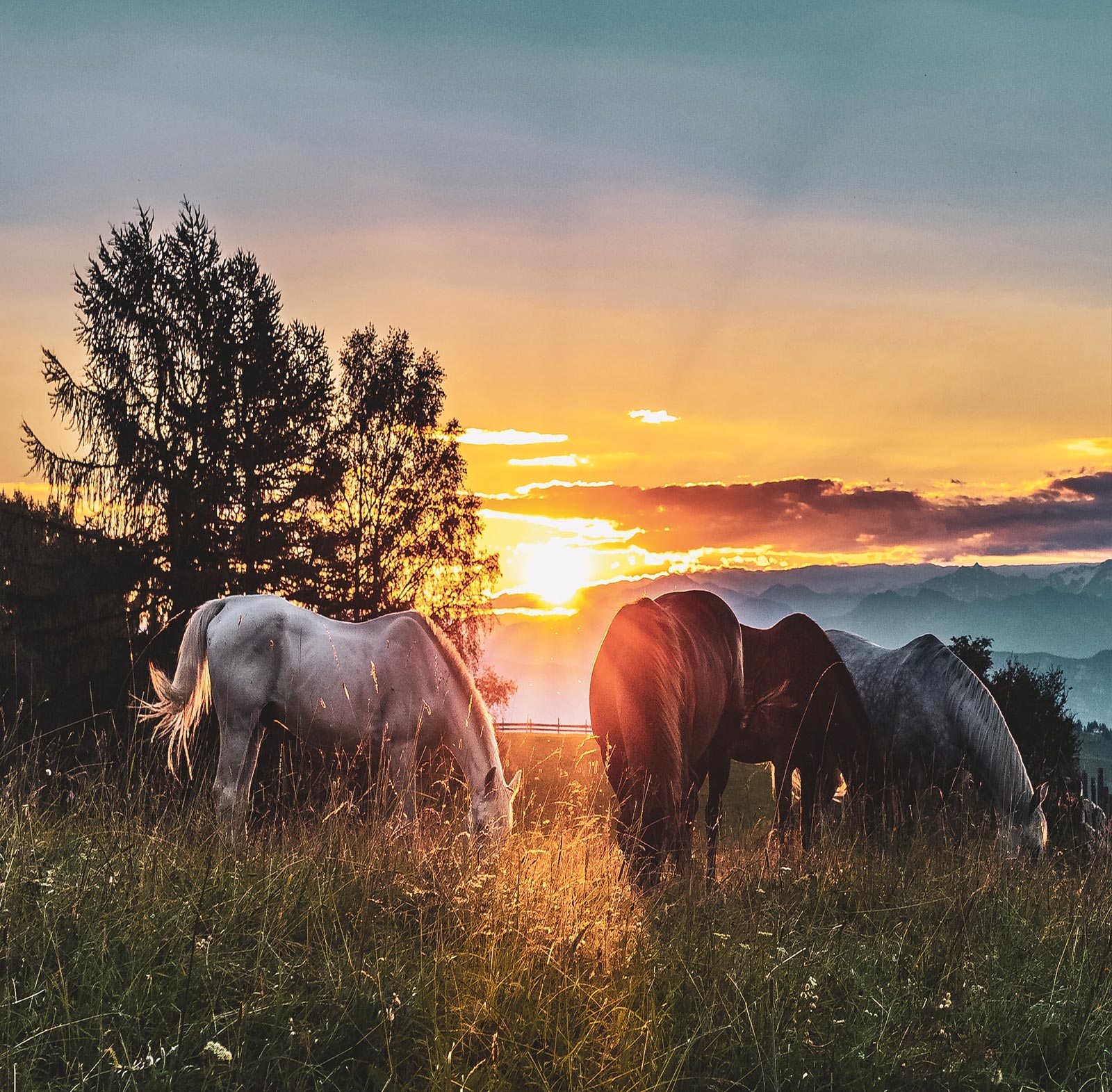 Horse Riding Andes