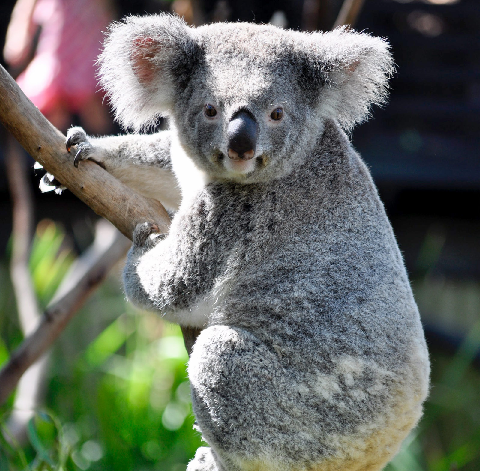 Cairns Koala