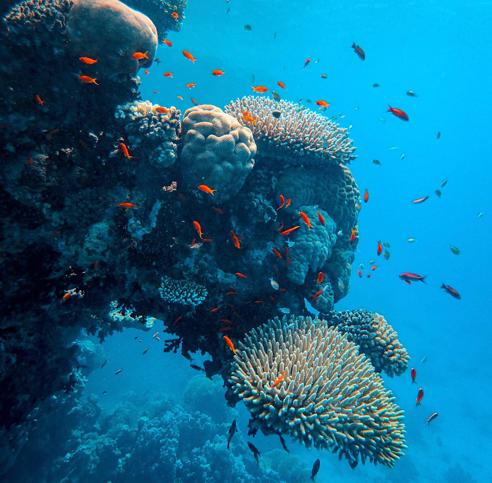 Great Barrier Reef