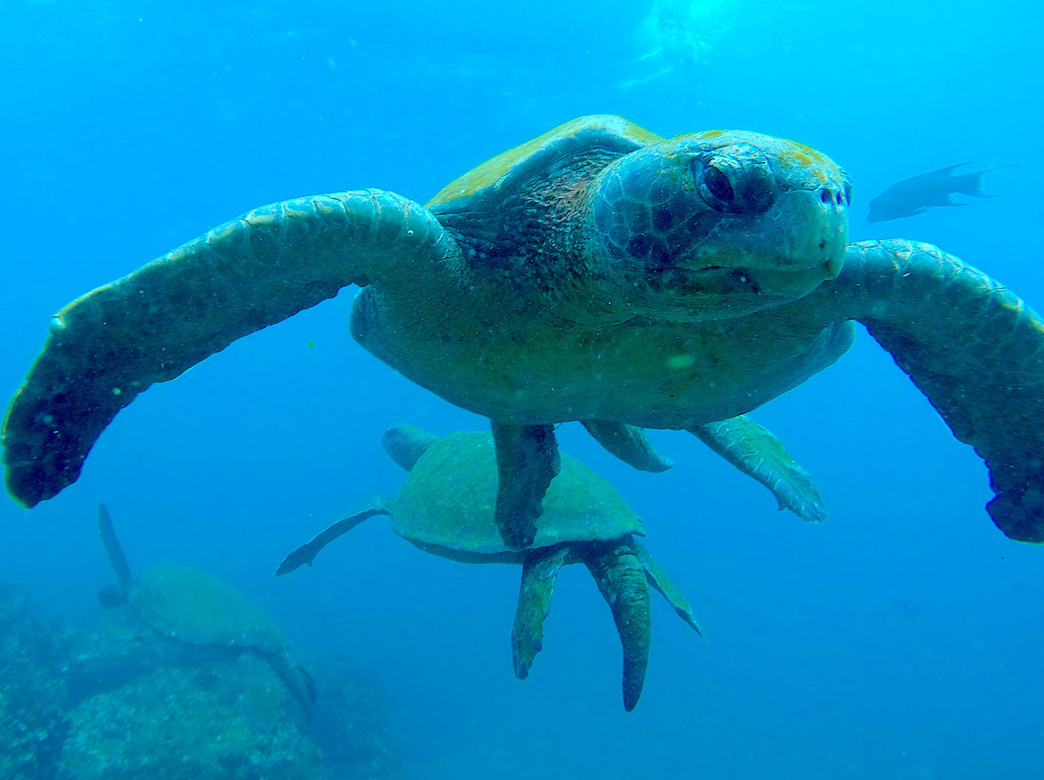 Galapagos sea turtle swimming underwater