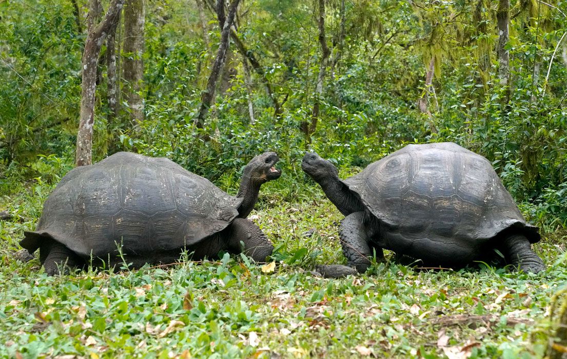 Galapagos Island Hopping: Nature & Discovery