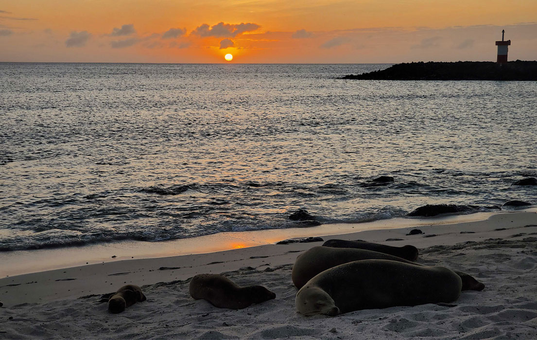 Galapagos sealions laying on a beach at sunset
