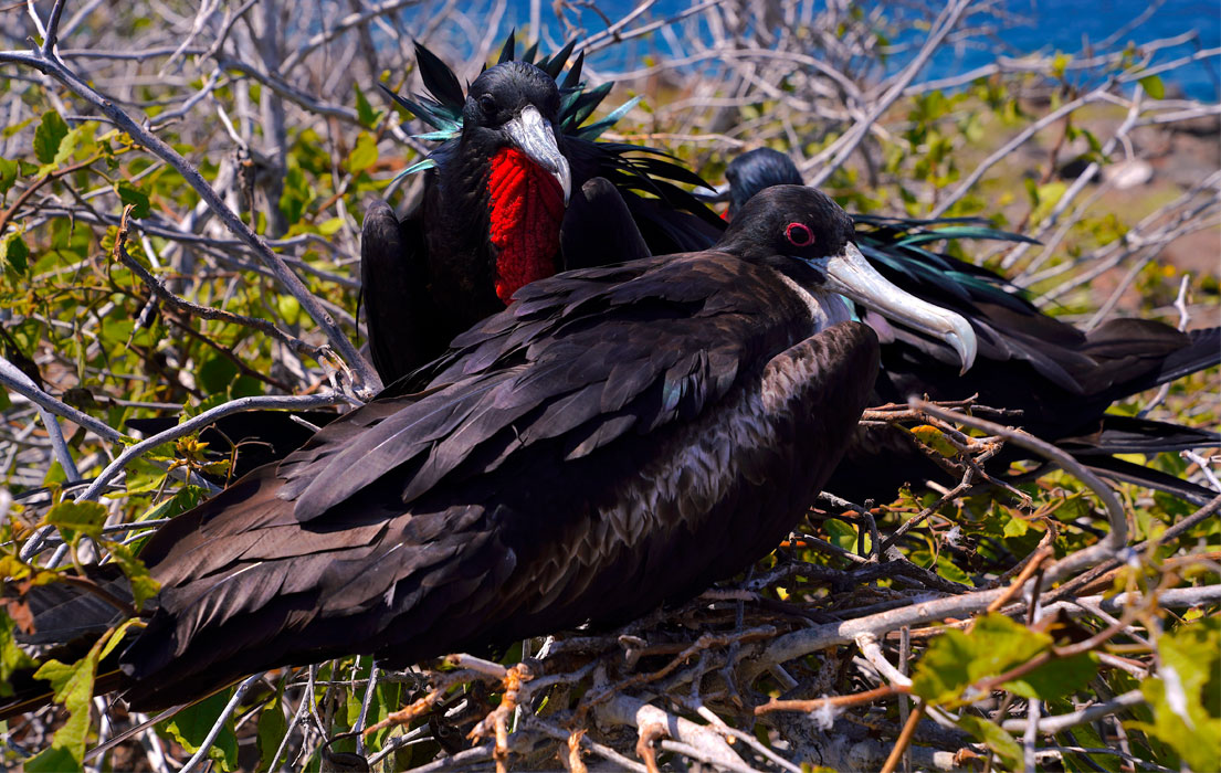 Galapagos' Finest: Cruising & Experiencing Nature