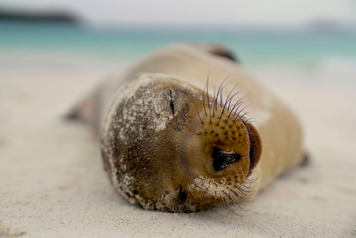 The face of a Galapagos sealion sleeping