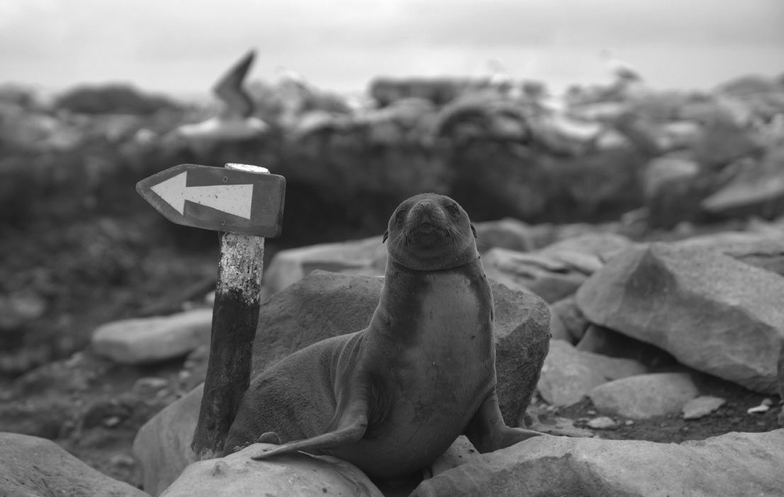 Sea lion near directional sign in black and white.