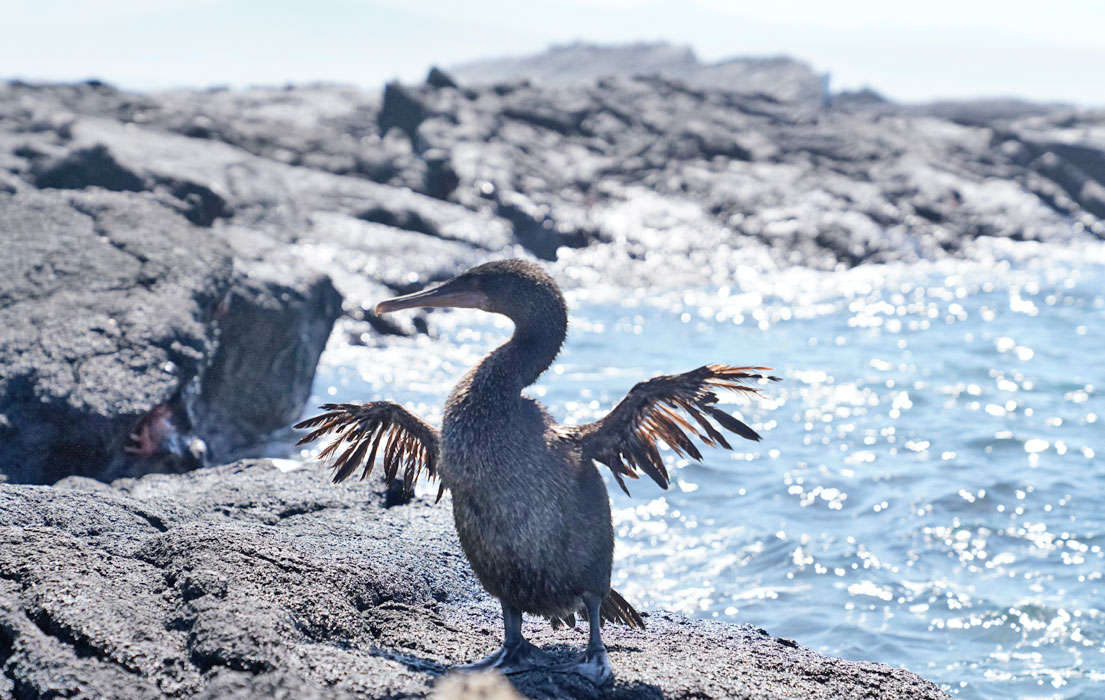 Flightless coromorant drying wings on rocky shore