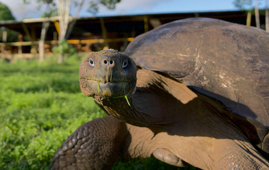 Galapagos giant tortoise looking at the camera