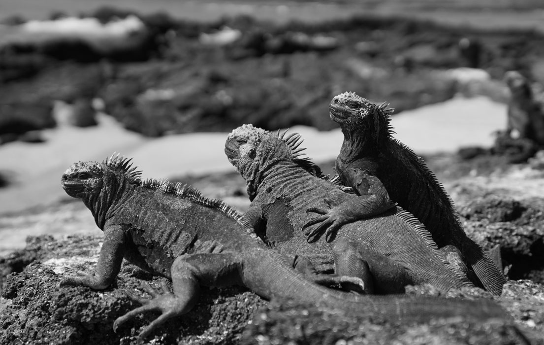 Black and white three Galapagos marine iguanas sitting on a