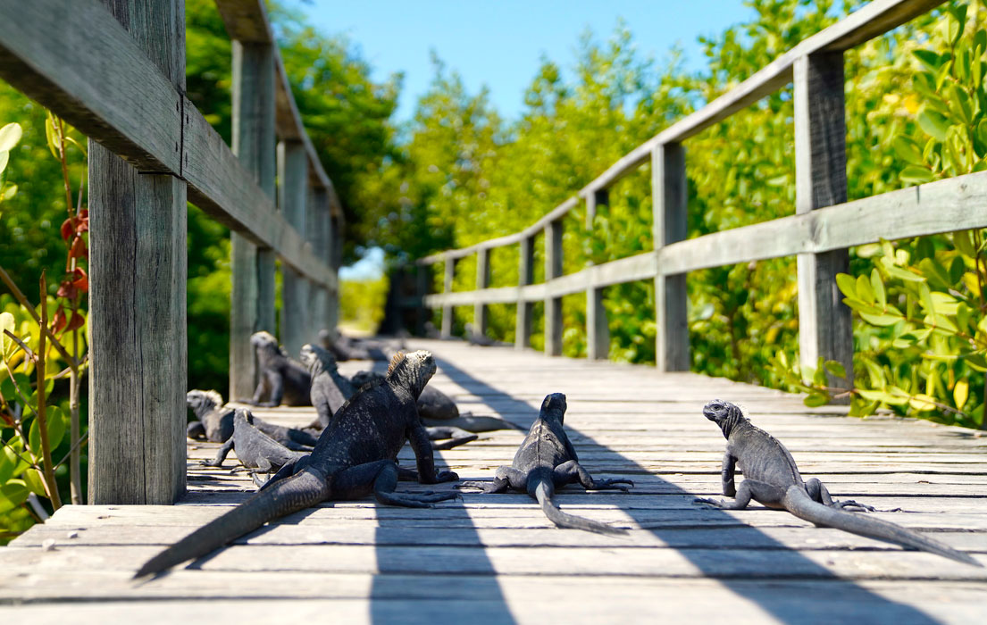Marina iguanas lounging on wooden boardwalk
