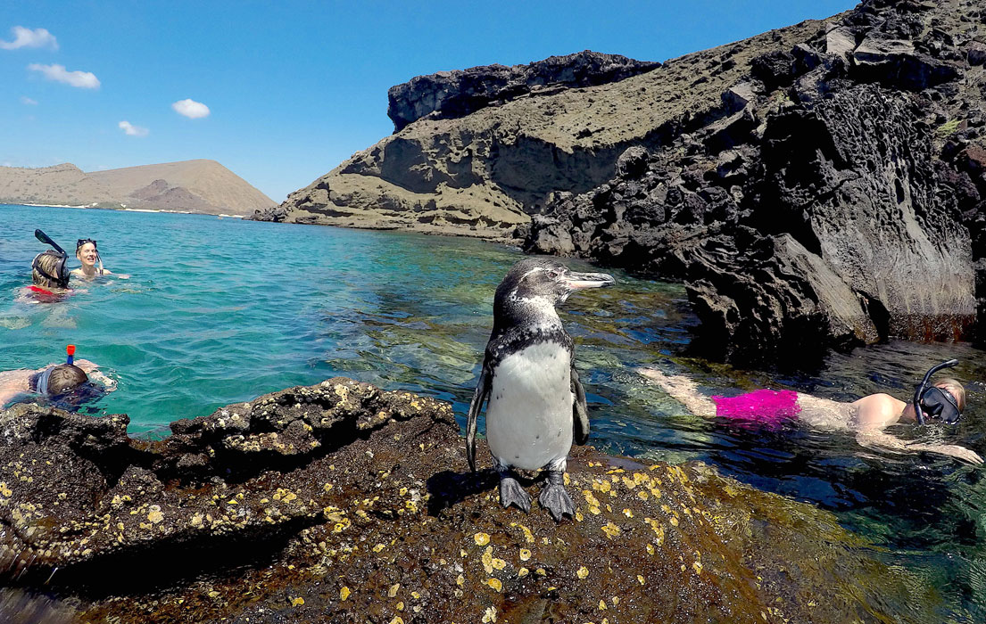 Galapagos penguin near snorkelers in water