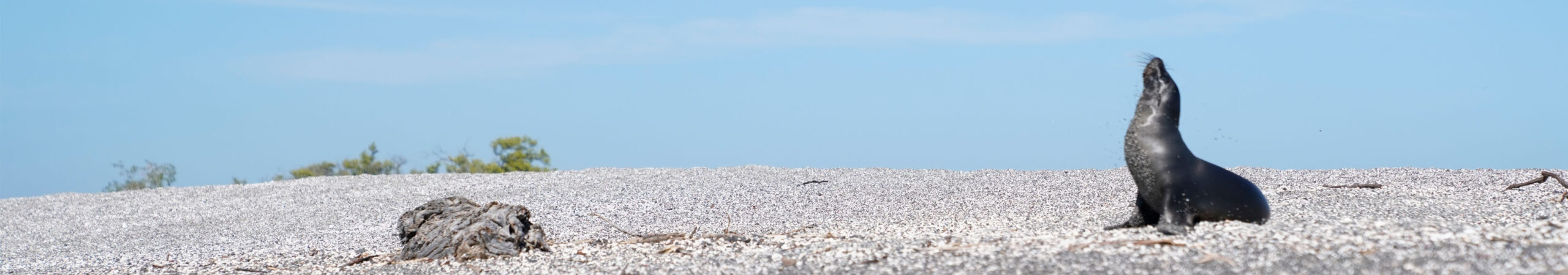 Sea lion on sandy beach looking up